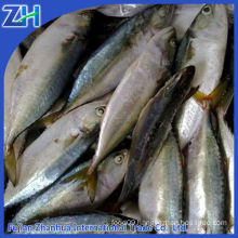 frozen indian mackerel fish supplier for Thailand market